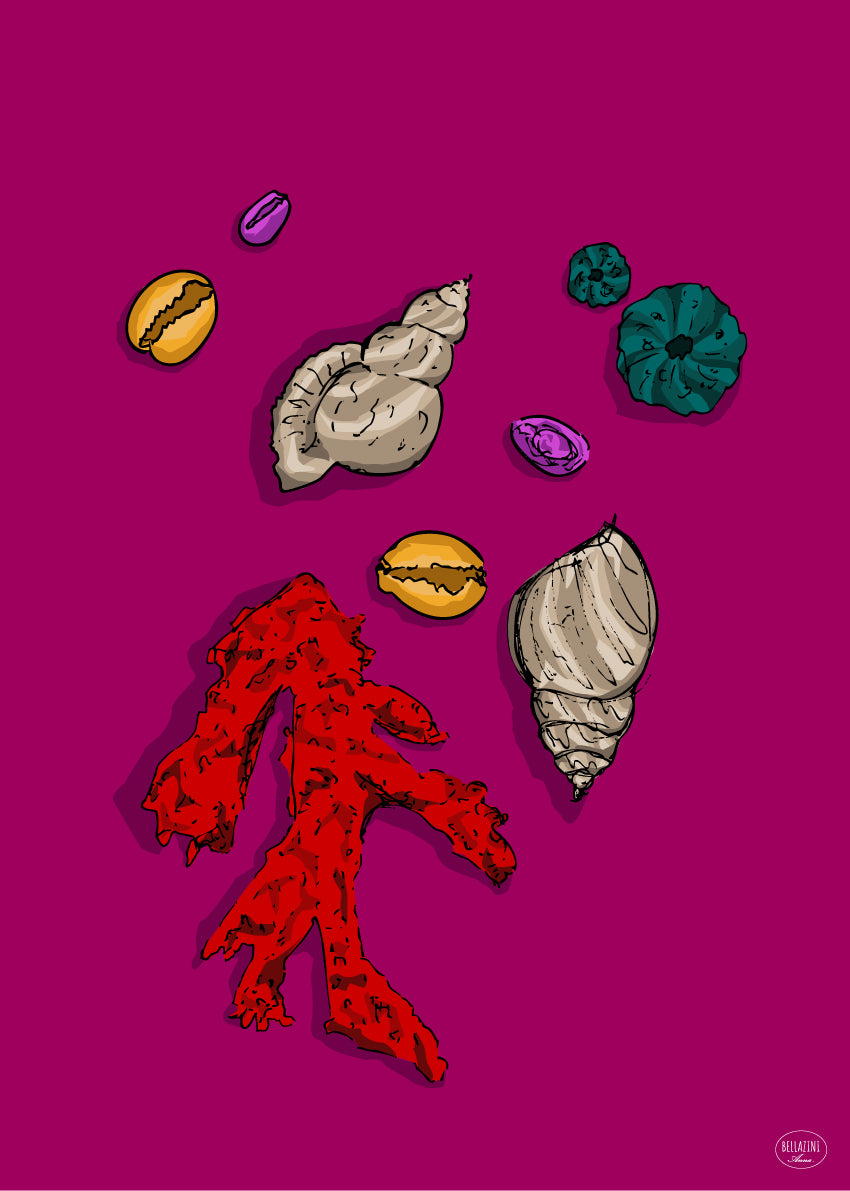 06 | Jolis coquillages